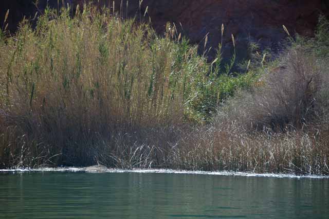 various grasses that thrive in the gorge